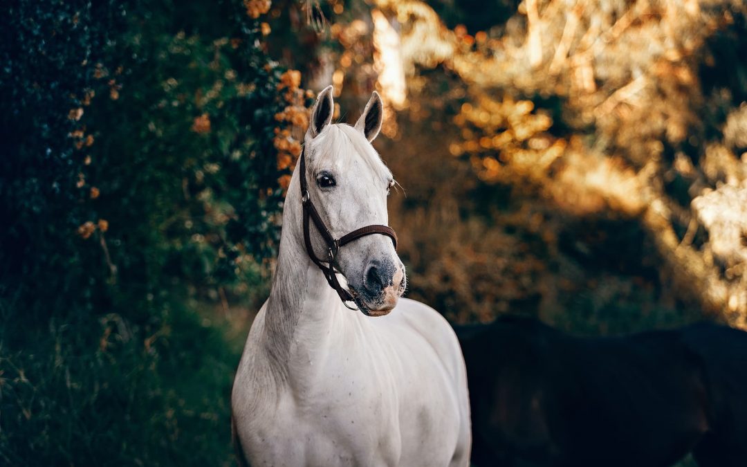 Il mese del Cavallo: Cavalli e Cavalieri